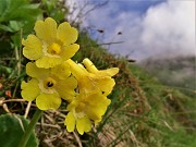 33 Primula auricula (Primula orecchia d'orso)